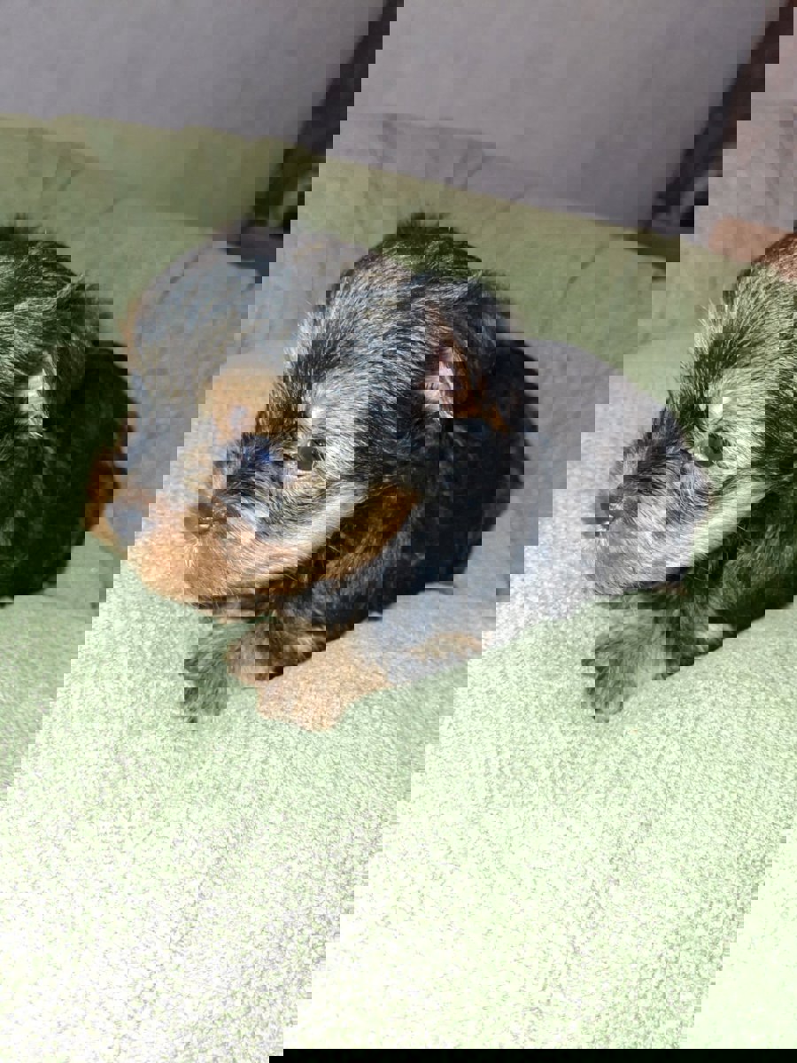 Чистокровные щенки Йоркширского Терьера.