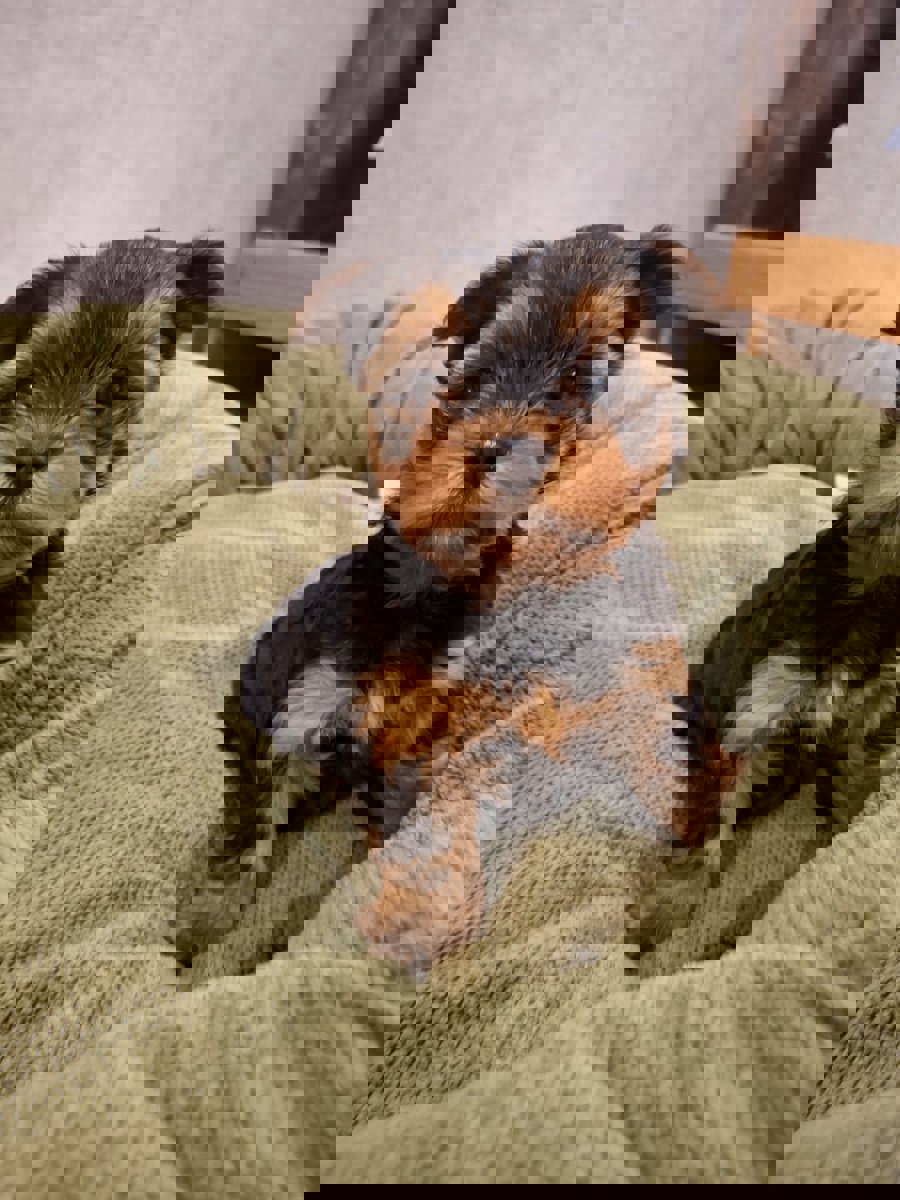 Чистокровные щенки Йоркширского Терьера.