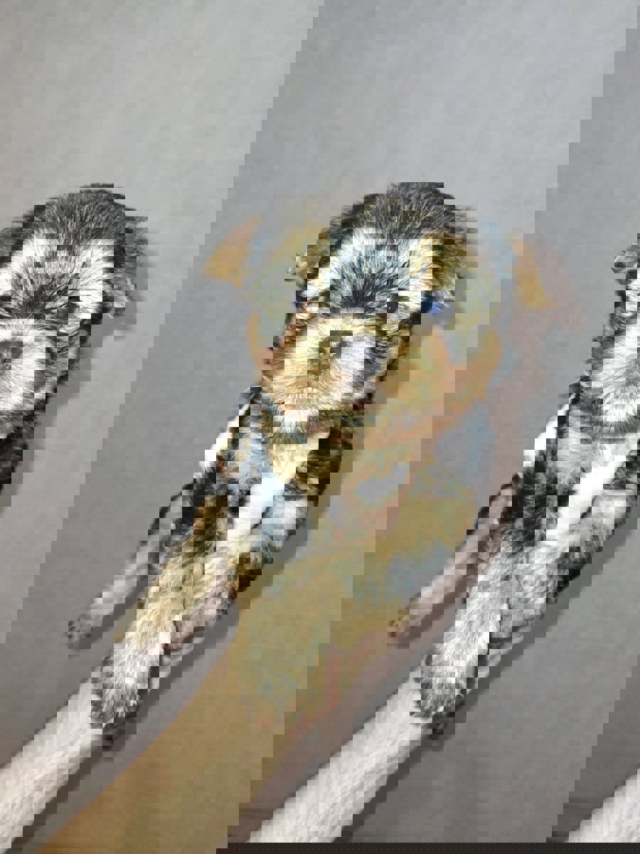 Чистокровные щенки Йоркширского Терьера.