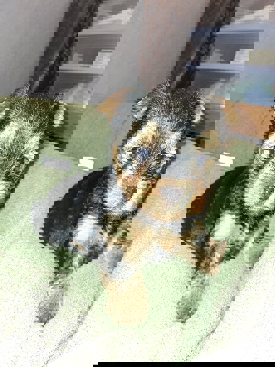 Чистокровные щенки Йоркширского Терьера.