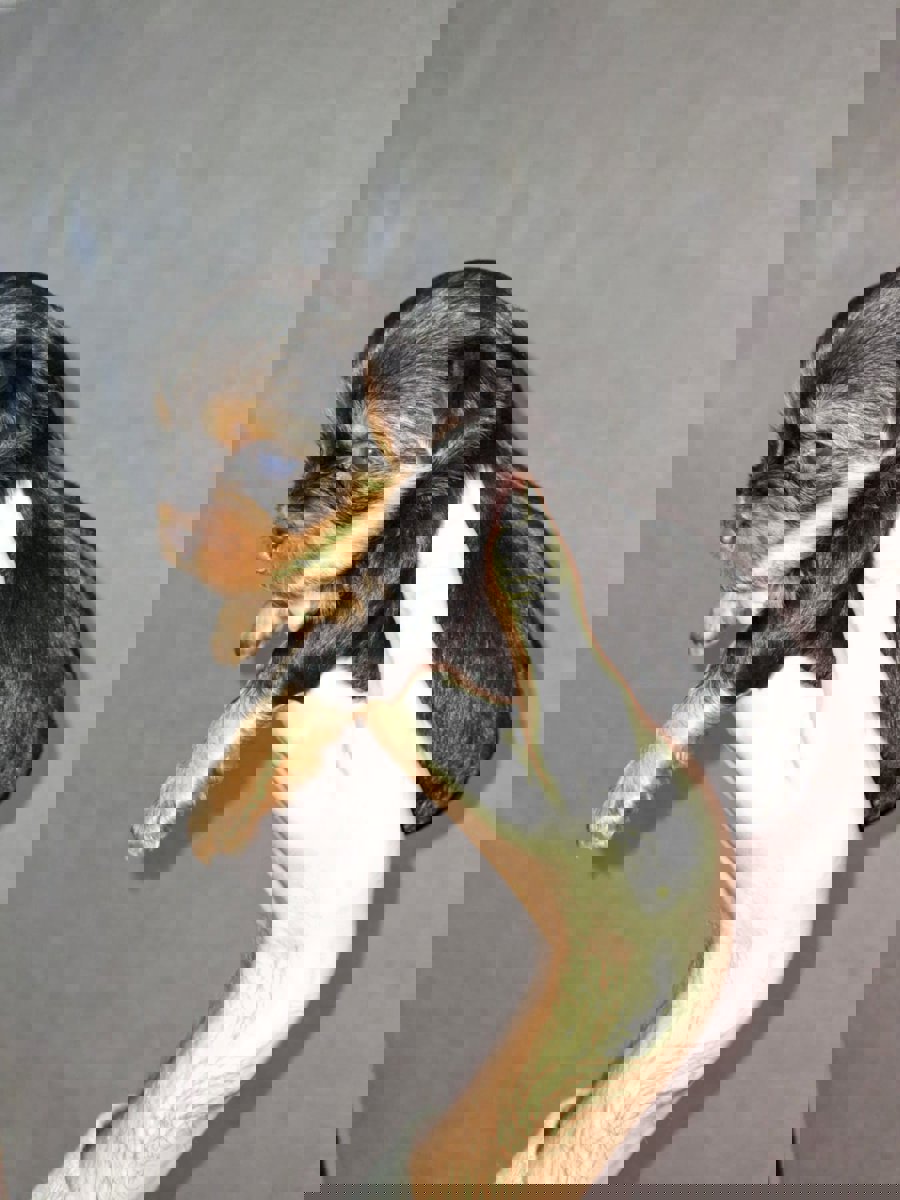 Чистокровные щенки Йоркширского Терьера.