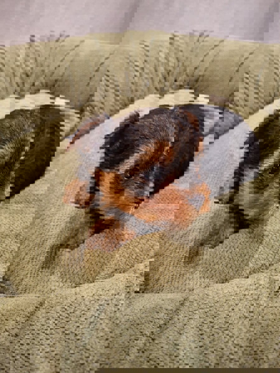 Чистокровные щенки Йоркширского Терьера.