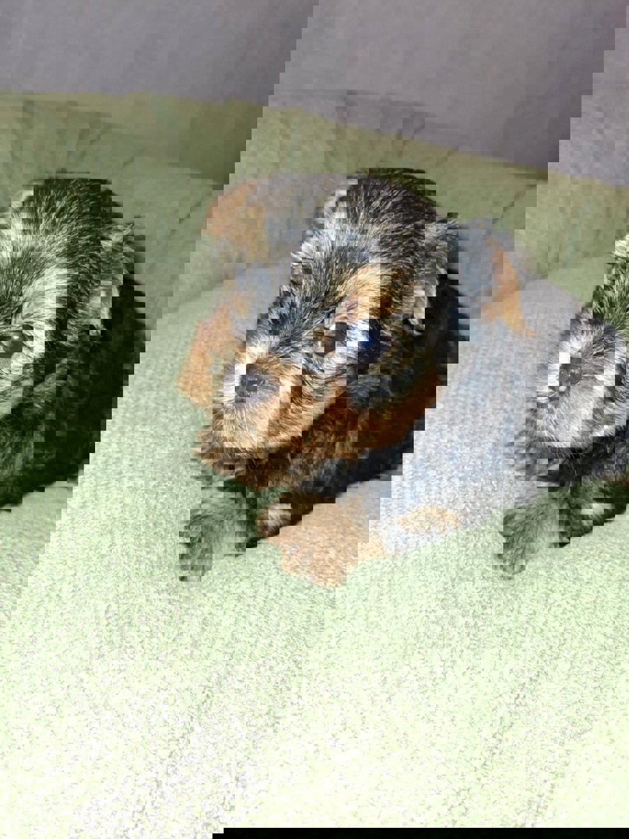 Чистокровные щенки Йоркширского Терьера.