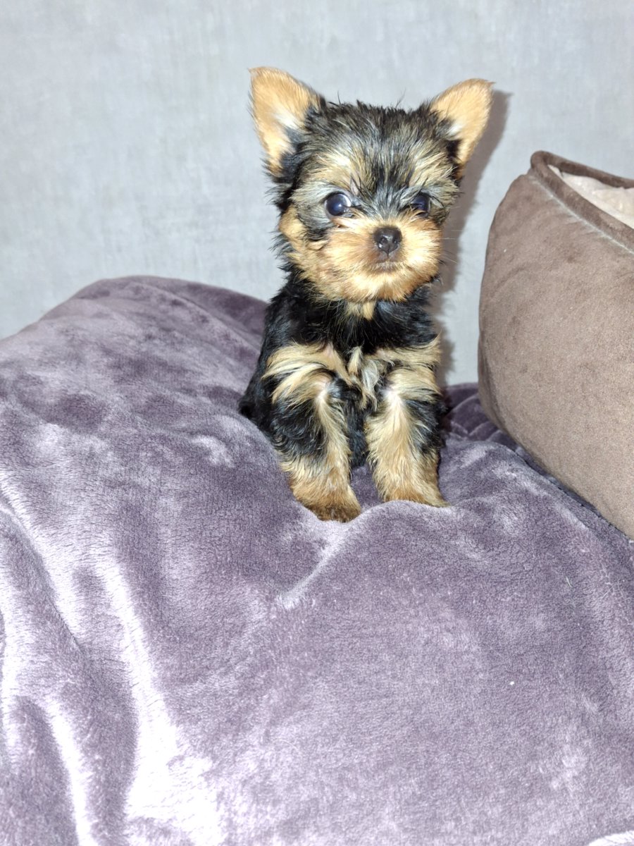 Чистокровные щенки Йоркширского Терьера.