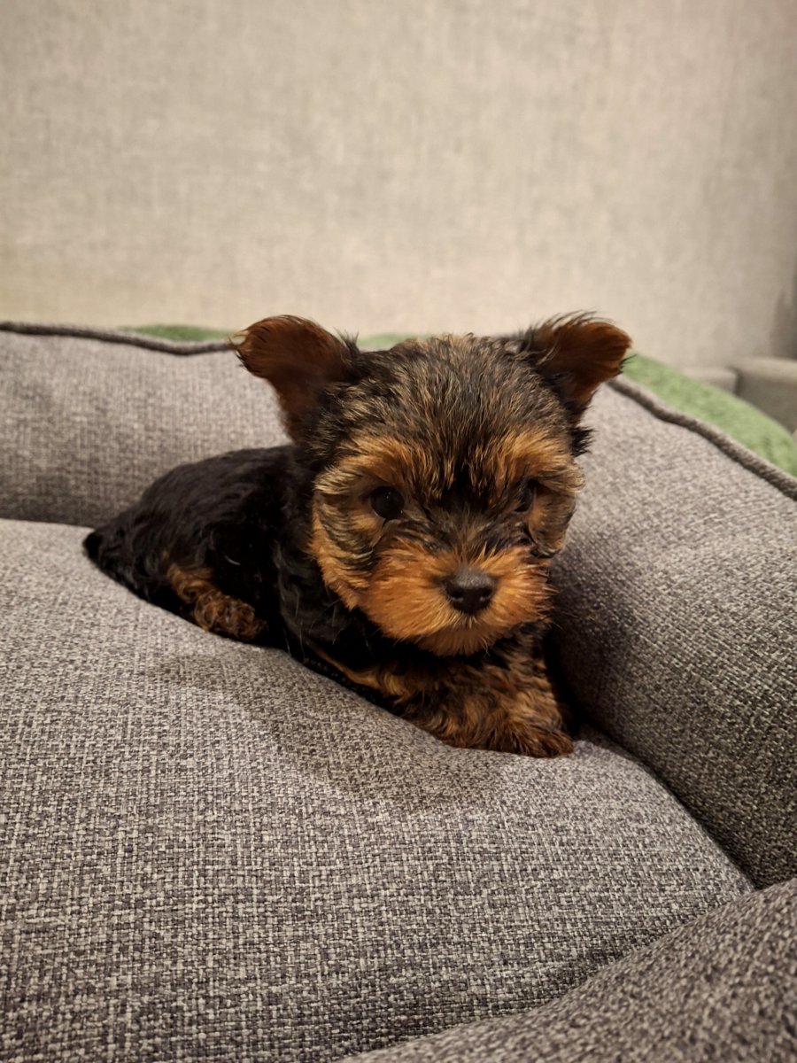 Чистокровные щенки Йоркширского Терьера.