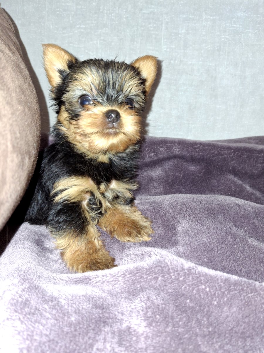 Чистокровные щенки Йоркширского Терьера.