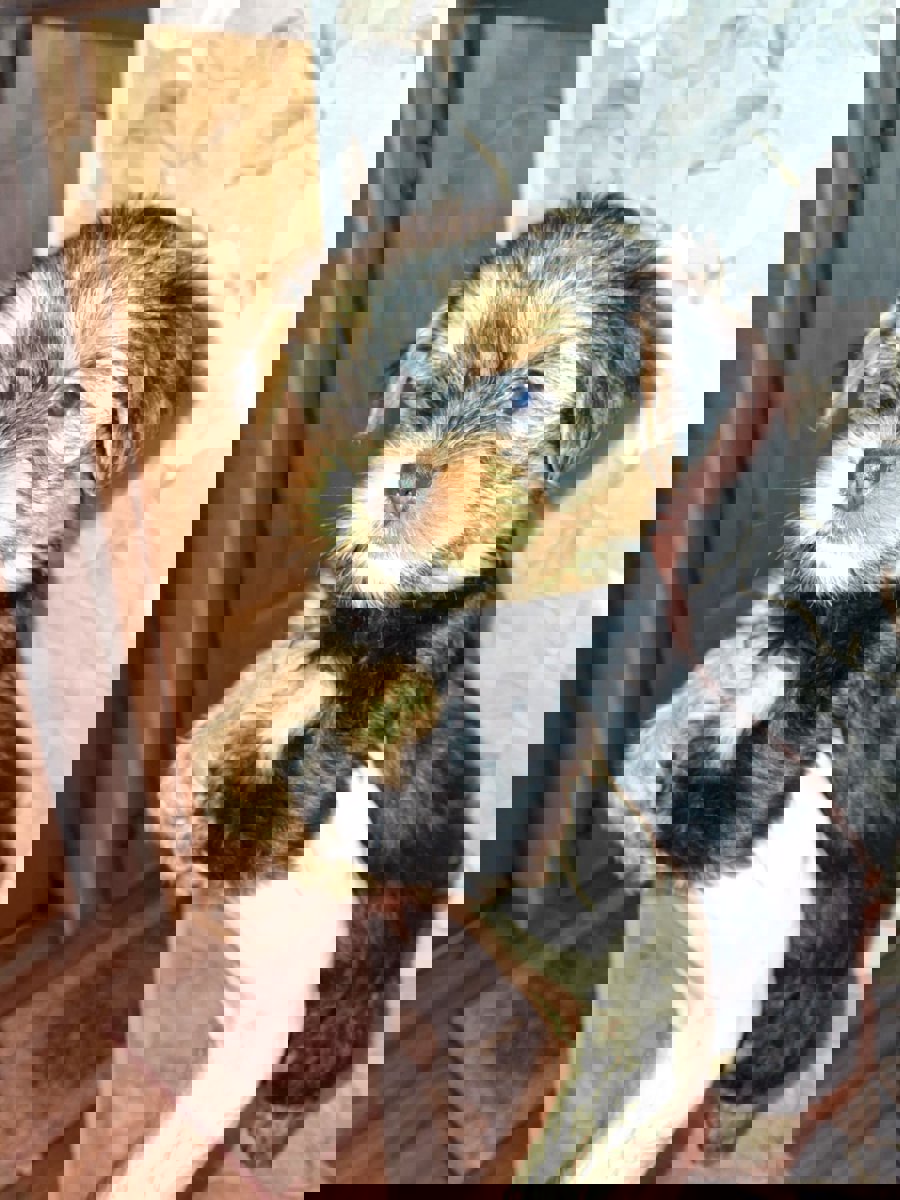 Чистокровные щенки Йоркширского Терьера.