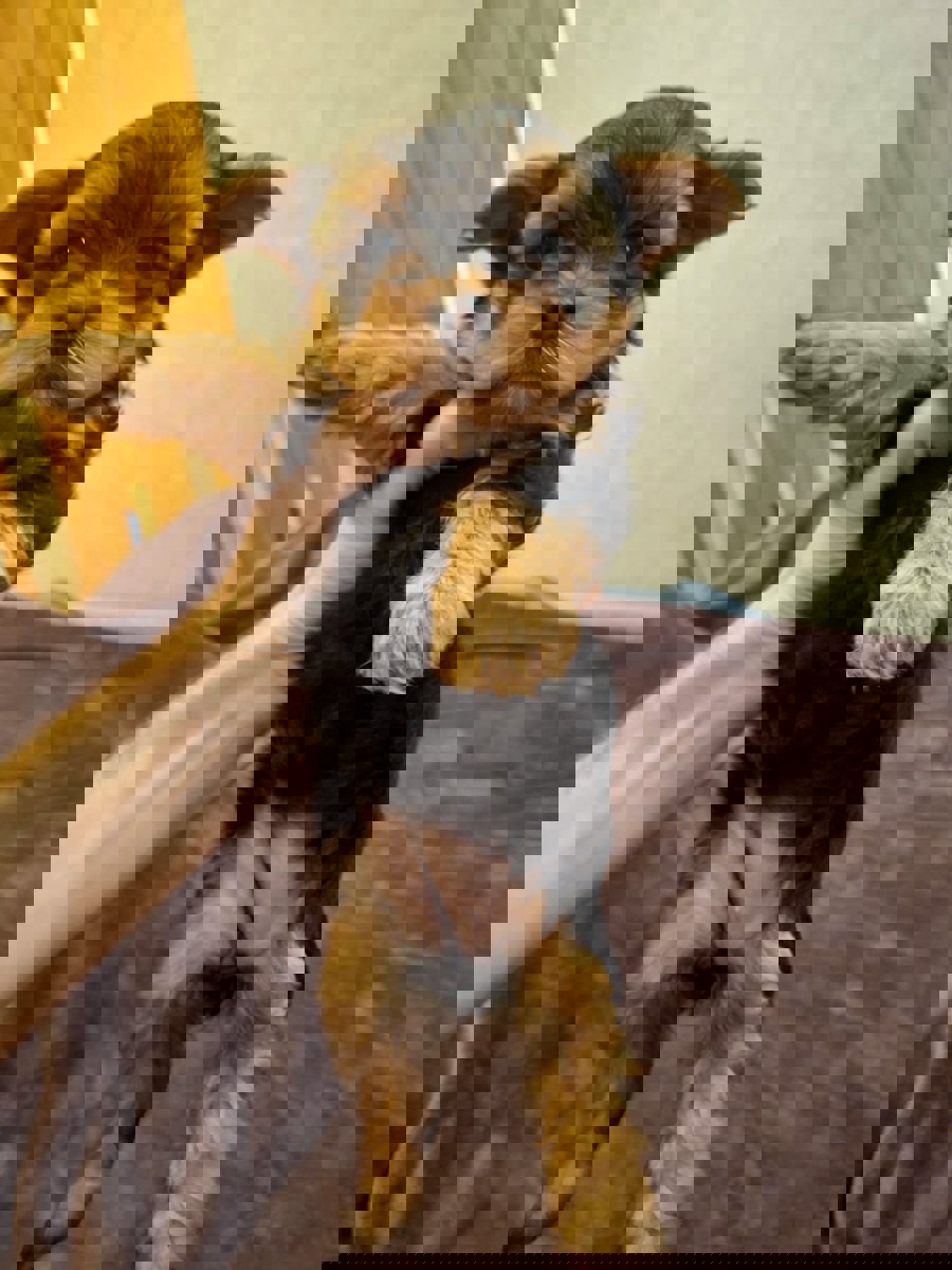 Чистокровные щенки Йоркширского Терьера.