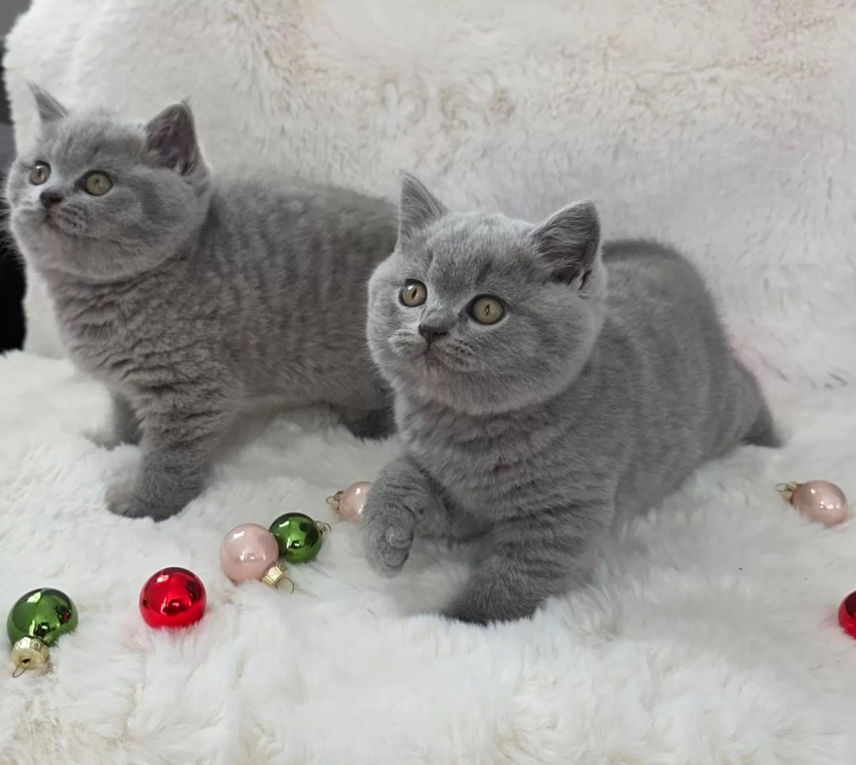 Apburoši britu īsspalvainie kaķēni