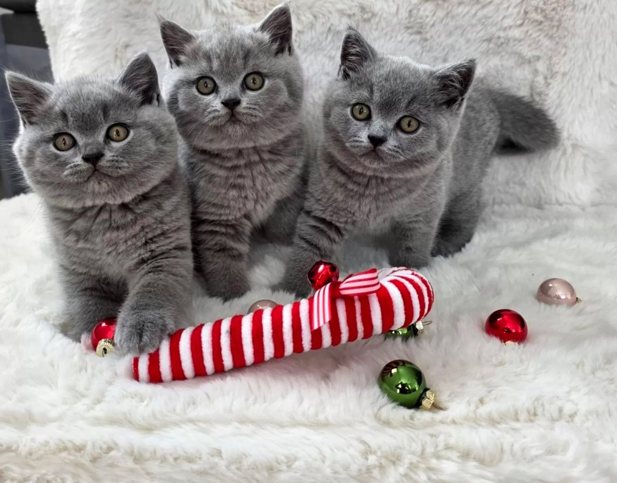 Apburoši britu īsspalvainie kaķēni