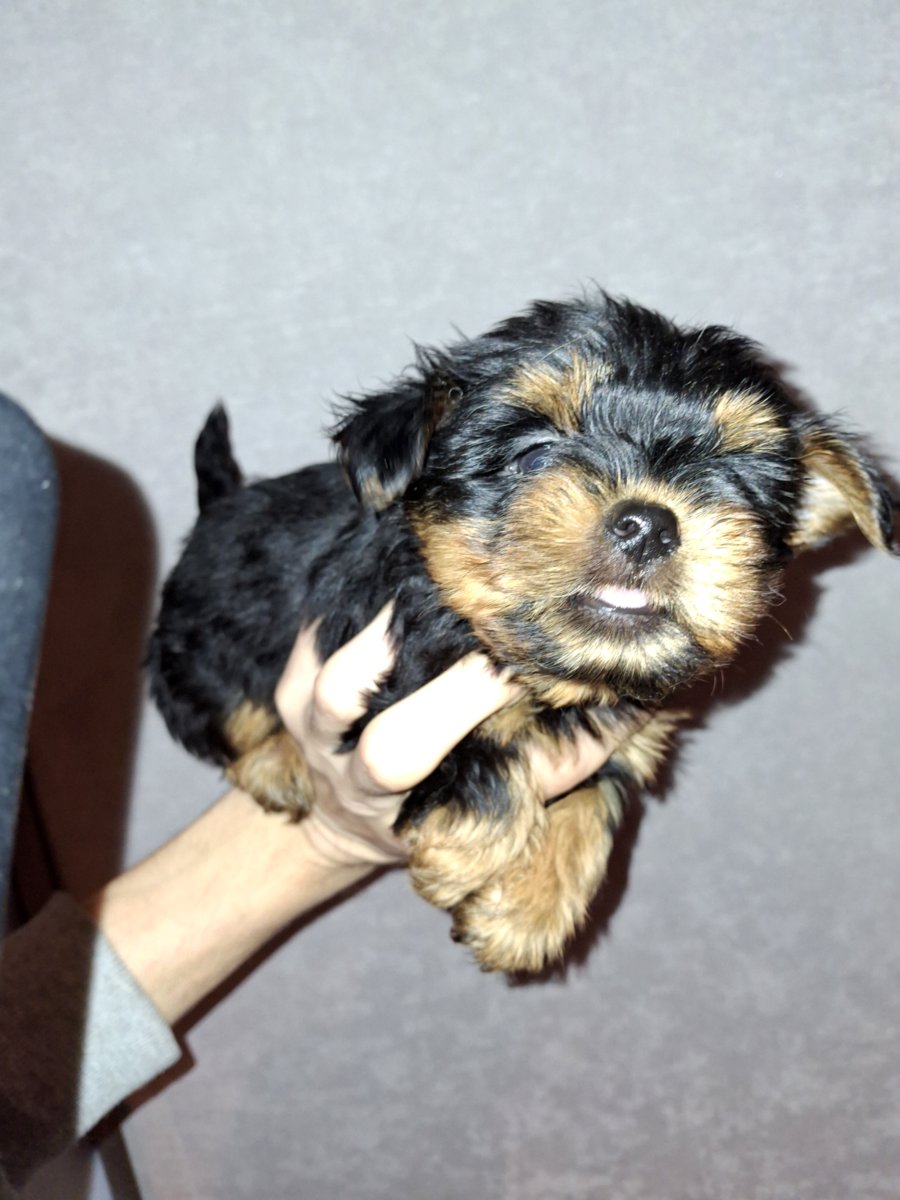 Чистокровные щенки йоркширского терьера. 