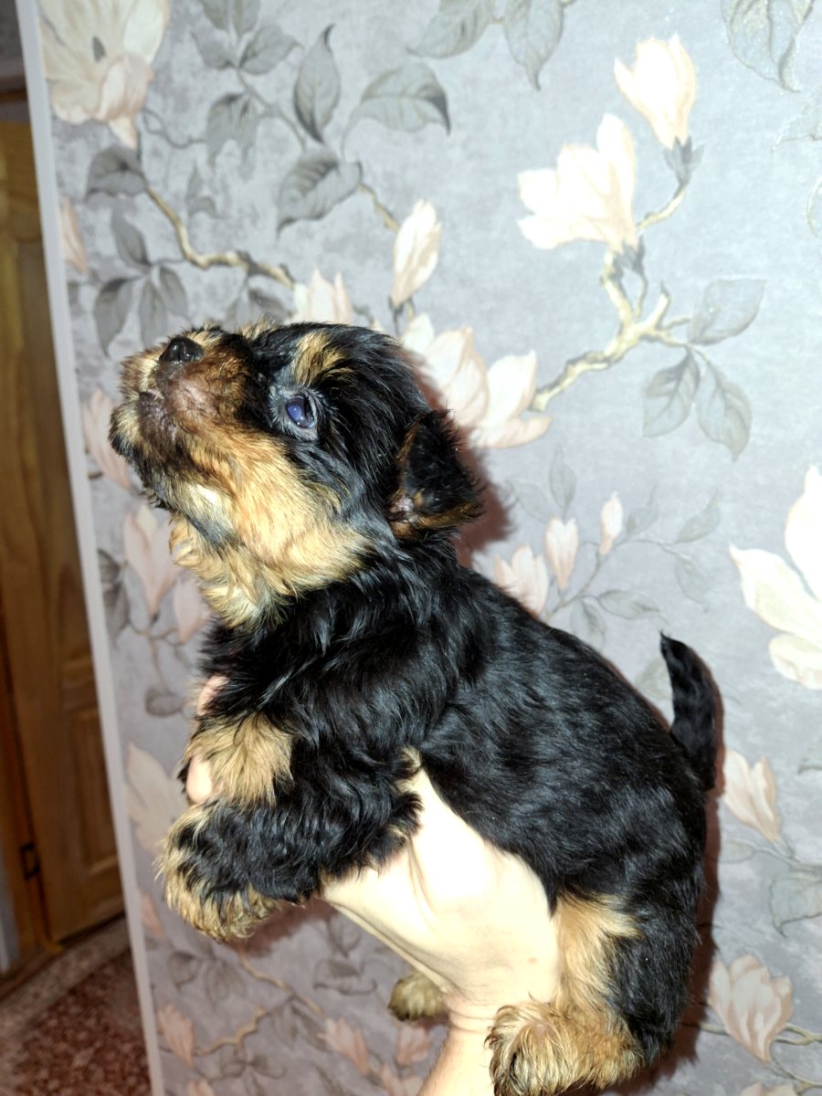 Чистокровные щенки йоркширского терьера. 