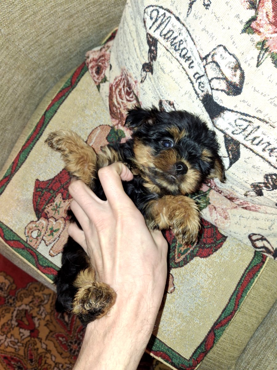 Чистокровные щенки йоркширского терьера. 