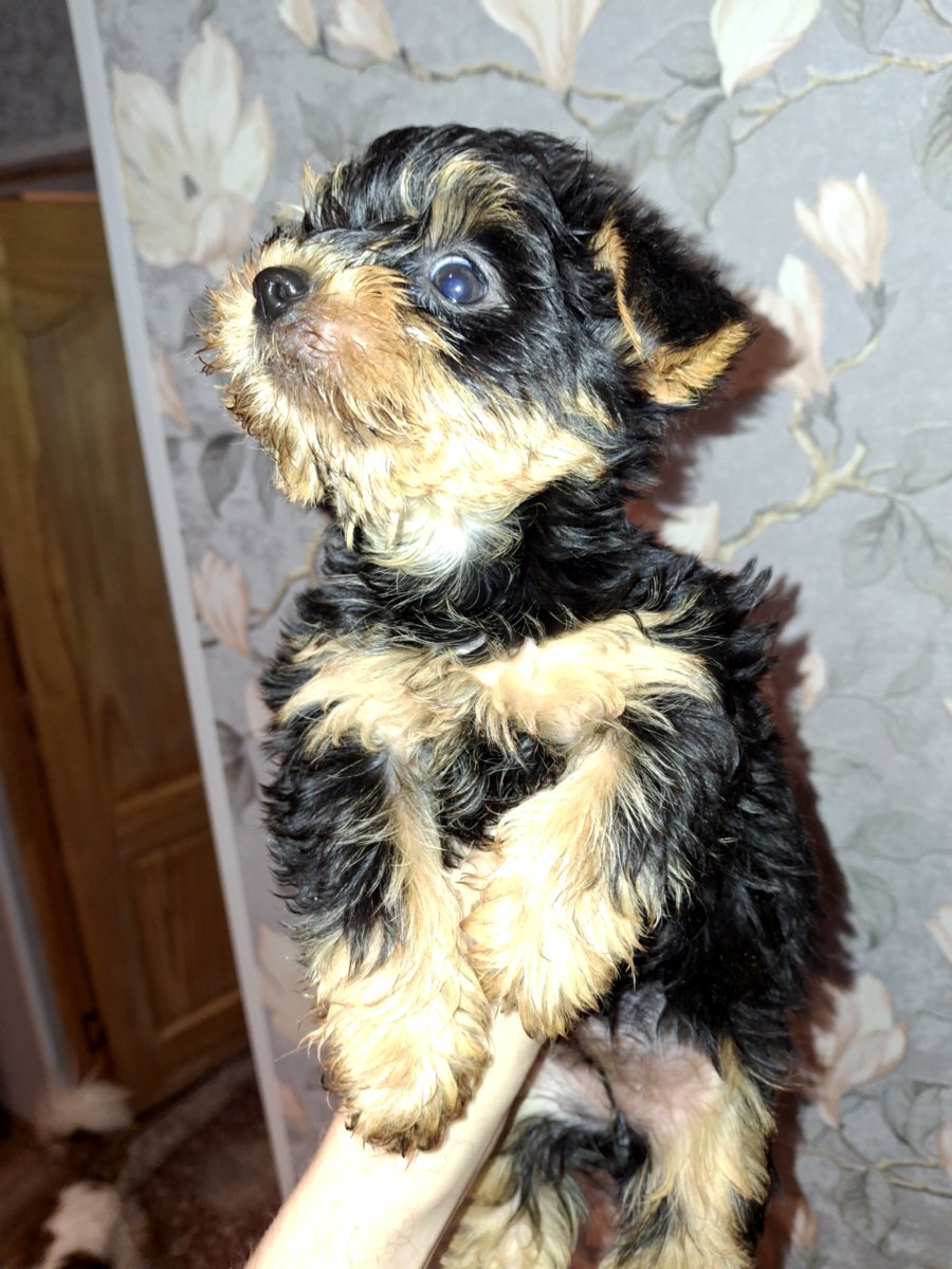 Чистокровные щенки йоркширского терьера. 