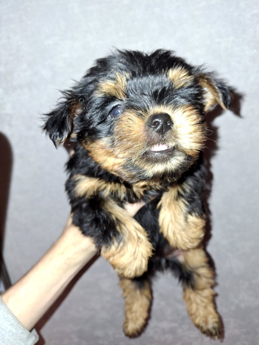 Чистокровные щенки йоркширского терьера. 