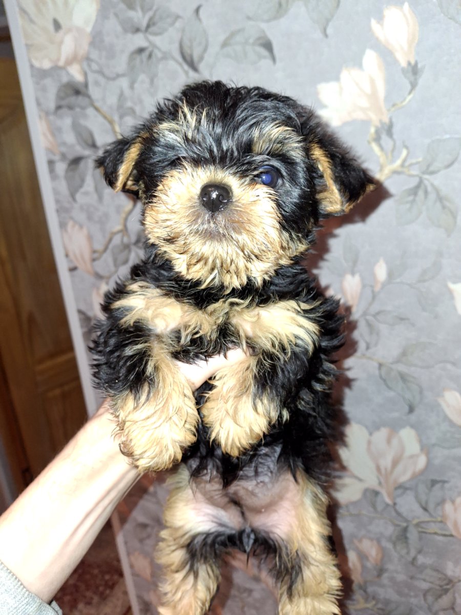 Чистокровные щенки йоркширского терьера. 