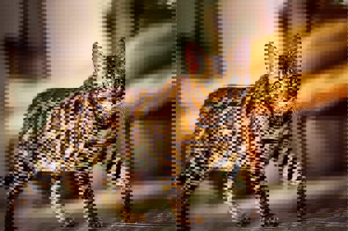 Brīnišķīgs Bengāļu kaķēns