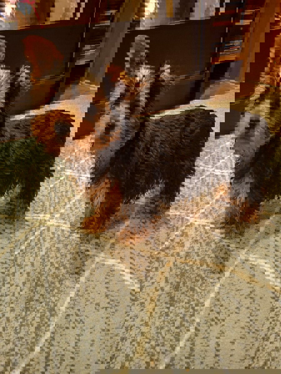 Чистокровные щенки Йоркширского Терьера.