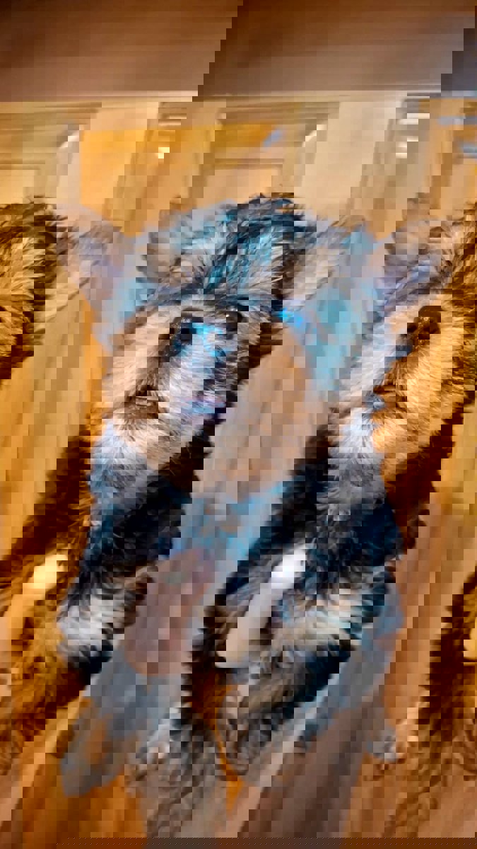 Чистокровные щенки Йоркширского Терьера.