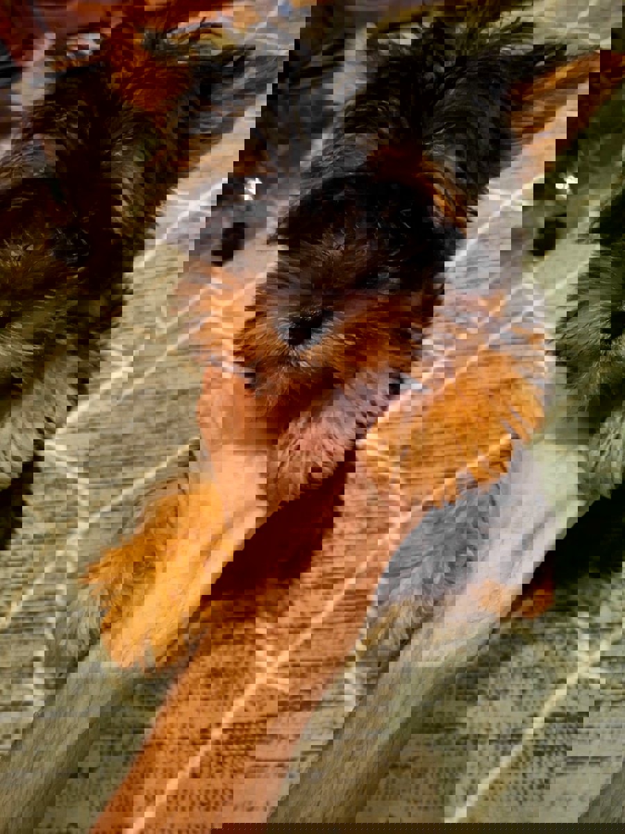 Чистокровные щенки Йоркширского Терьера.