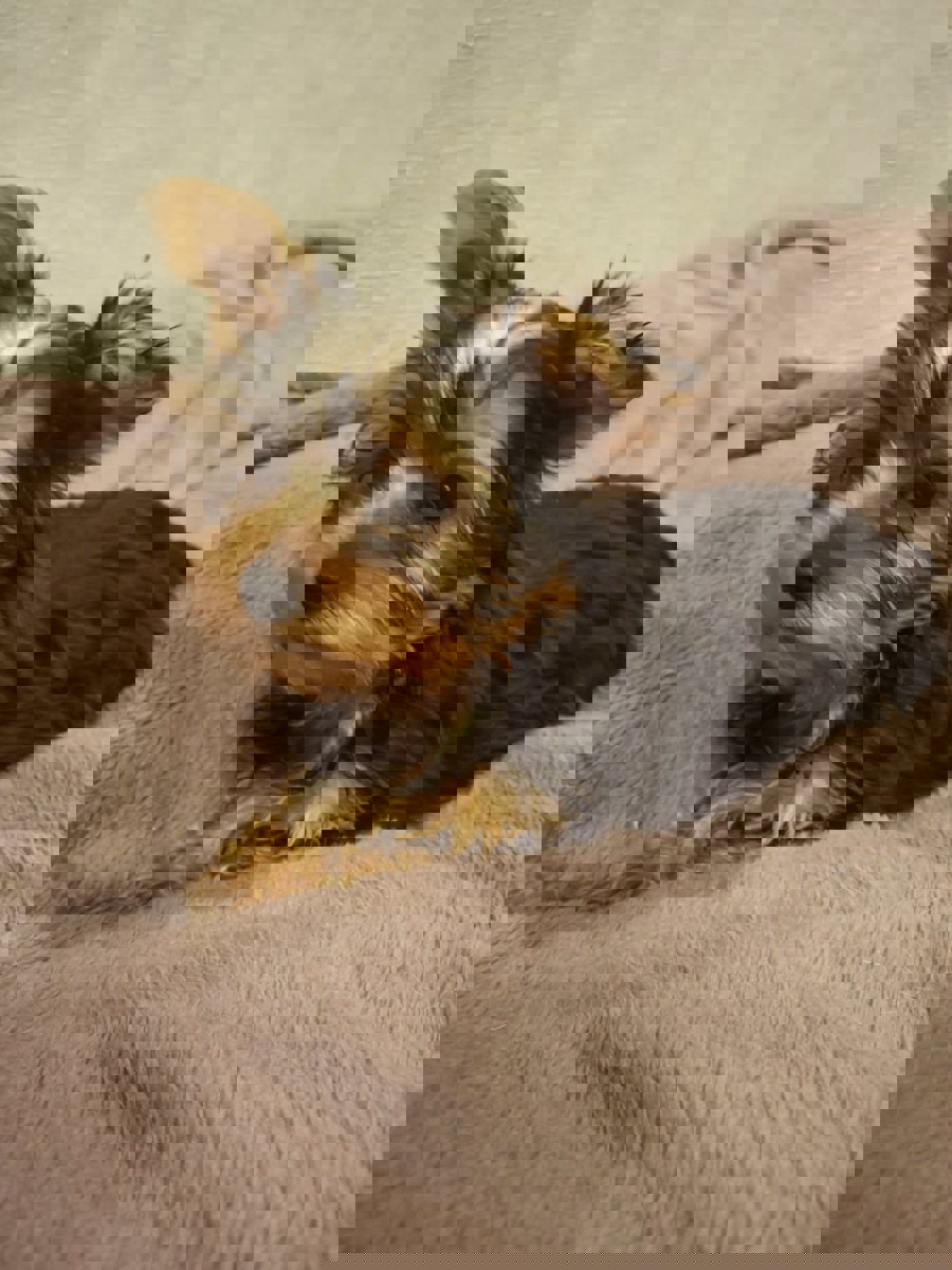 Чистокровные щенки Йоркширского Терьера.