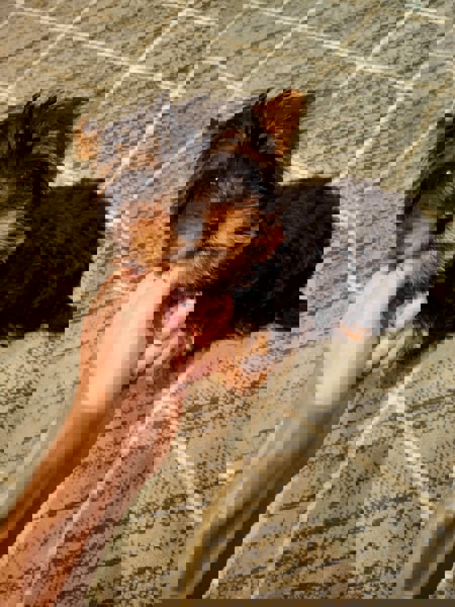 Чистокровные щенки Йоркширского Терьера.