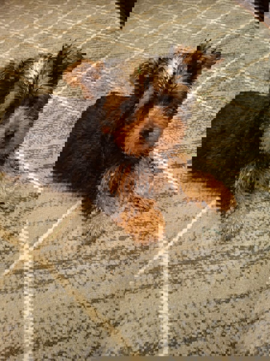 Чистокровные щенки Йоркширского Терьера.