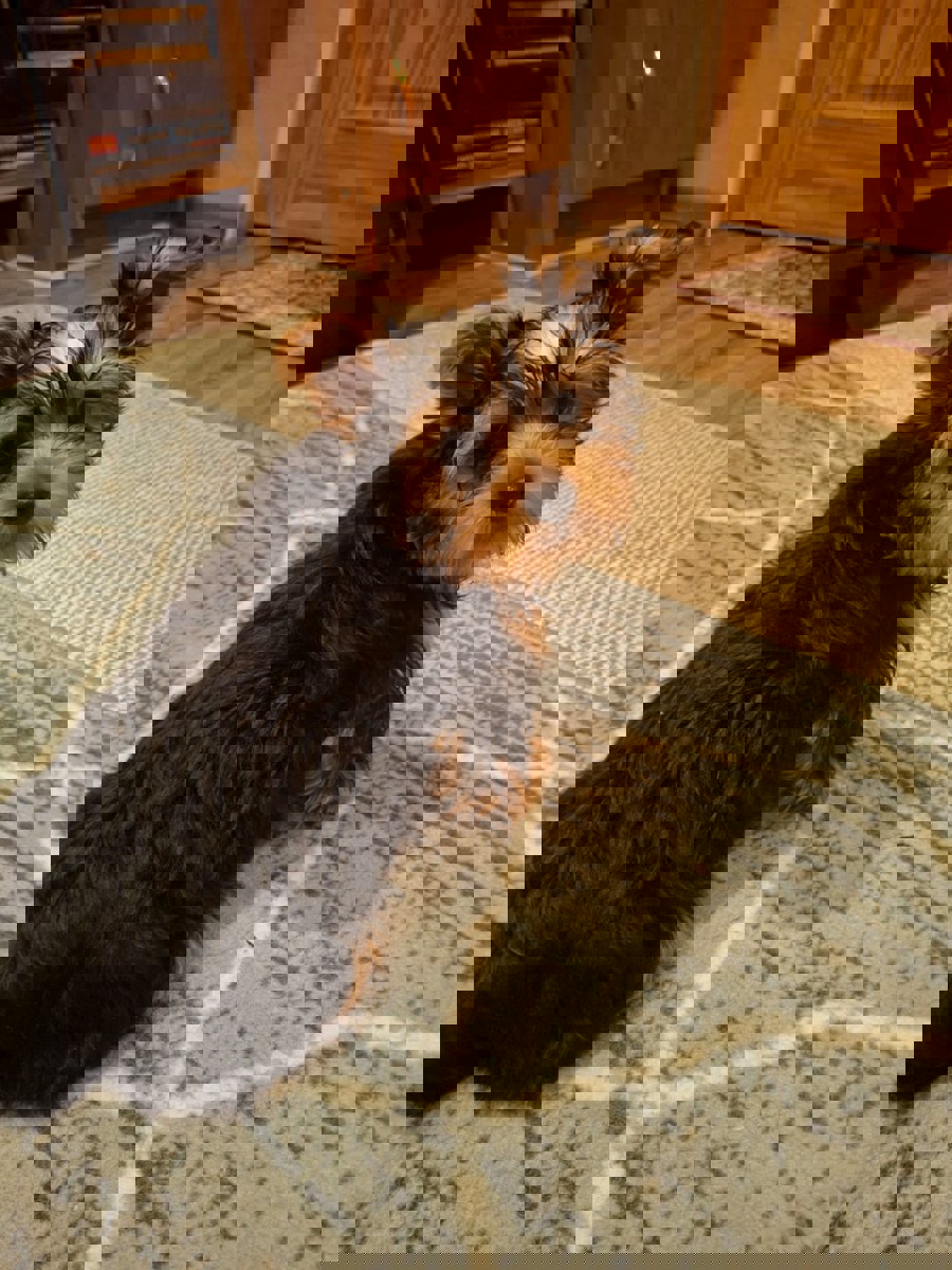 Чистокровные щенки Йоркширского Терьера.