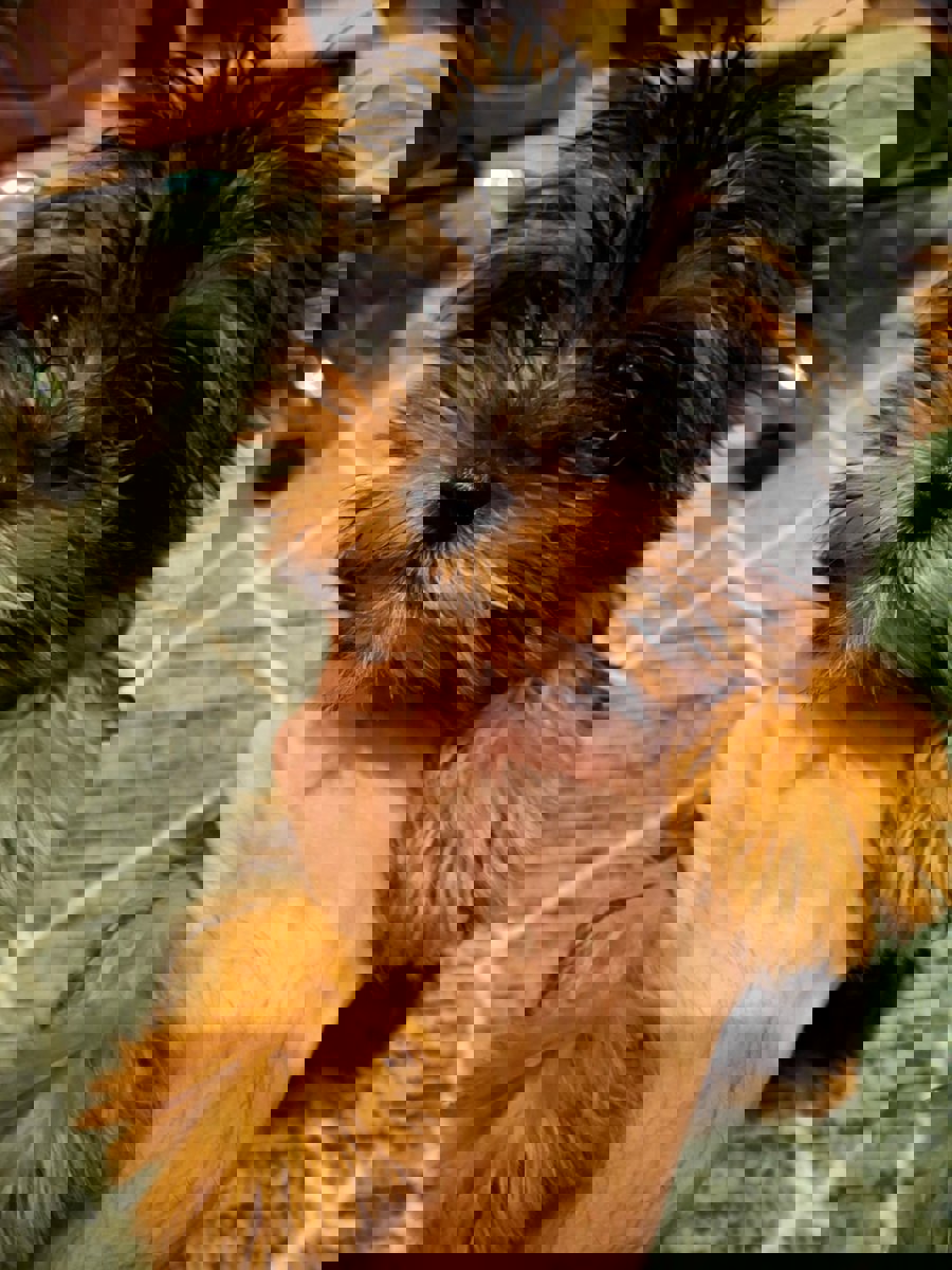 Чистокровные щенки Йоркширского Терьера.