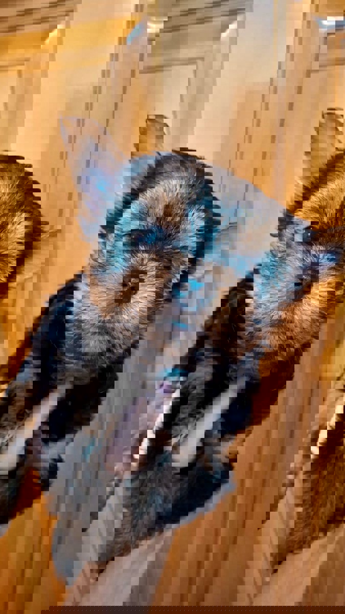 Чистокровные щенки Йоркширского Терьера.