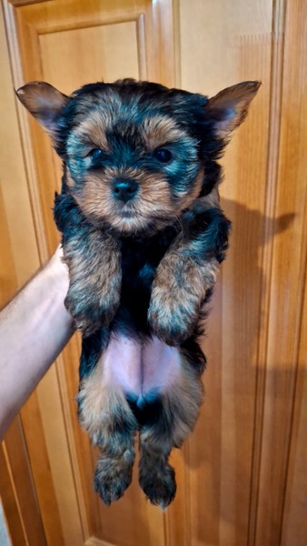 Чистокровные щенки Йоркширского Терьера.