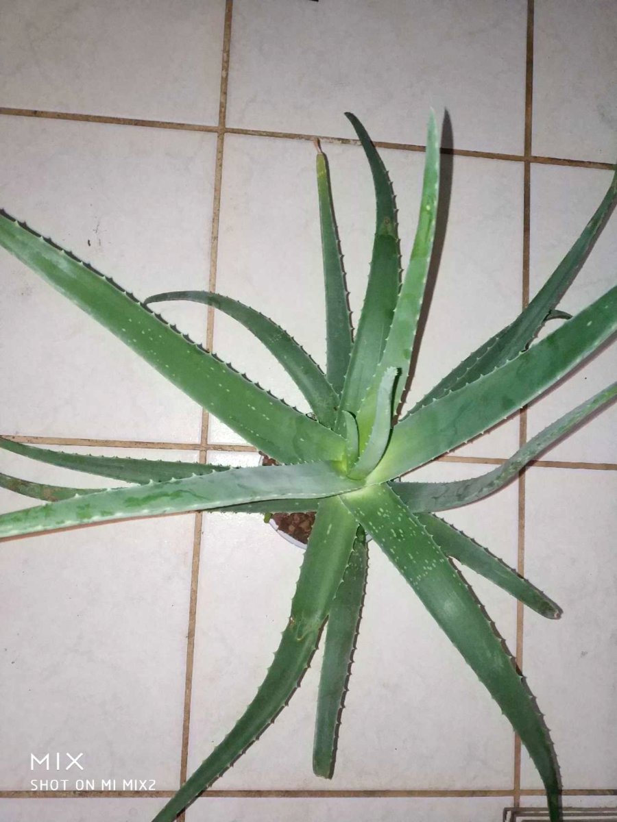 Alveja / Алоэ / Aloe vera