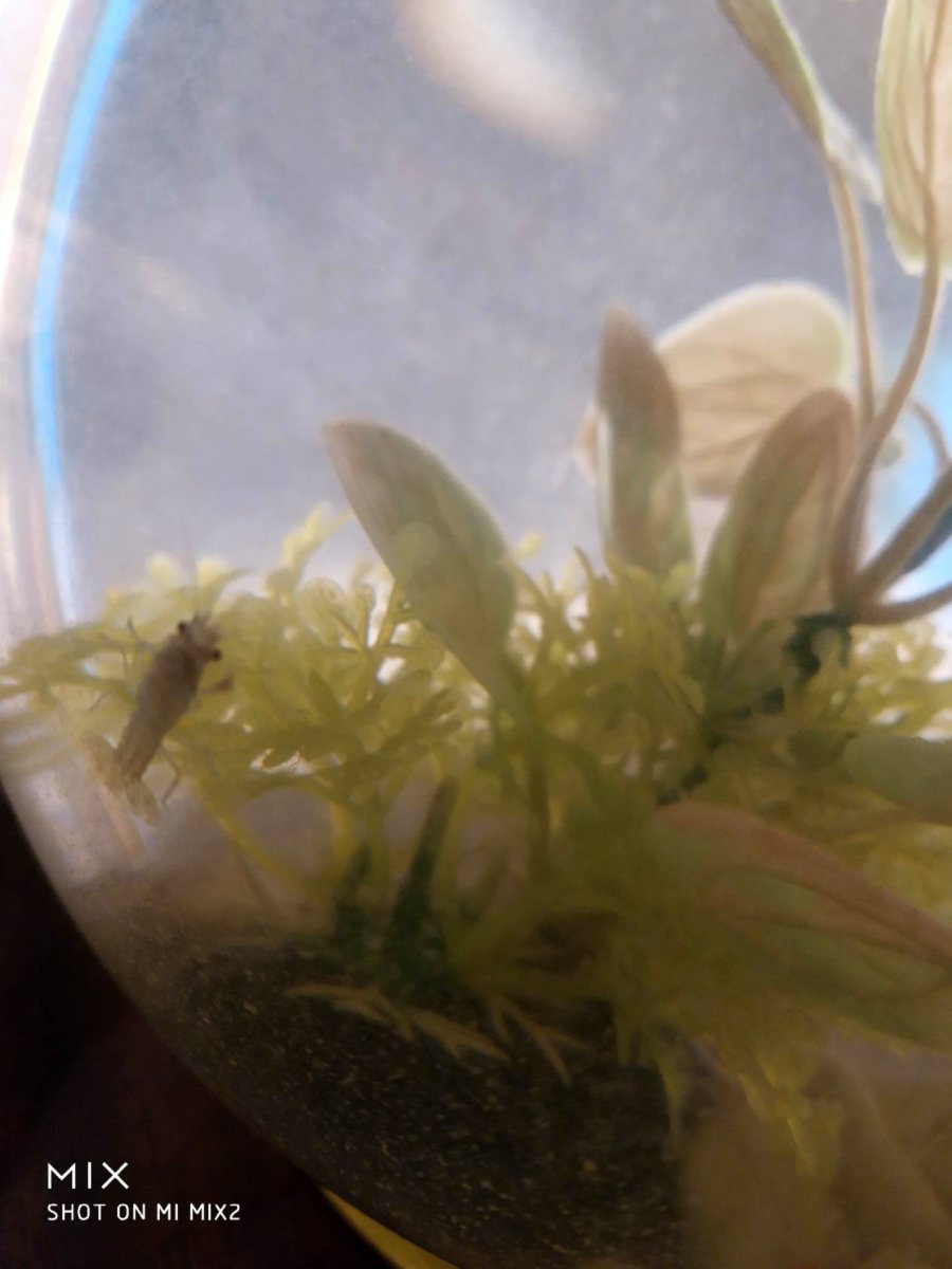 Vēži / Раки / Crawfishes