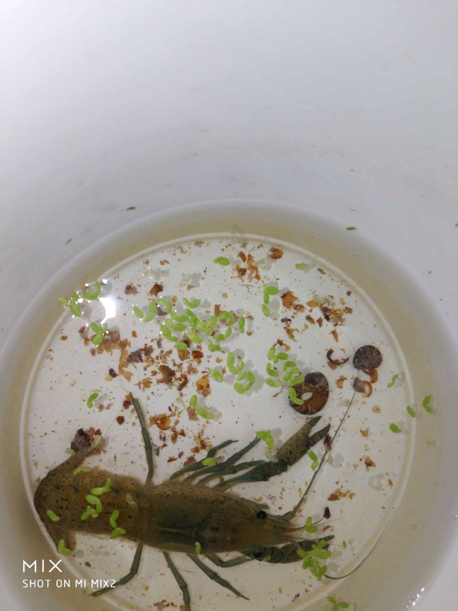 Vēži / Раки / Crawfishes