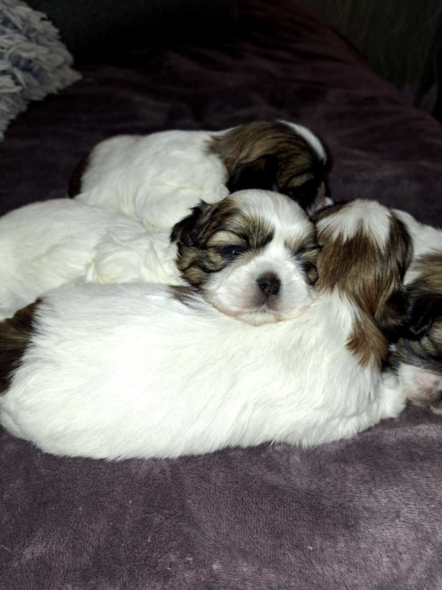 Идеальные чистокровные щенки Ши-Тцу. 