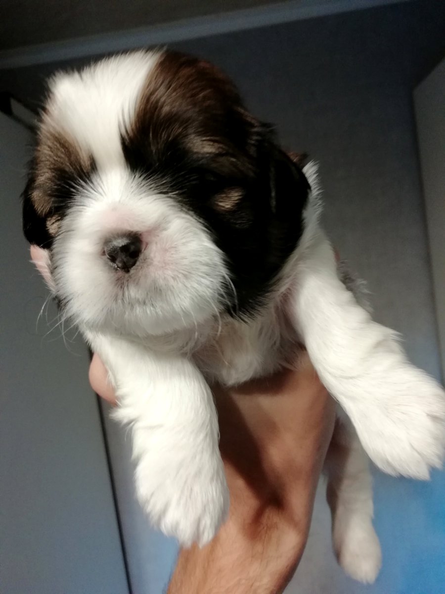 Идеальные чистокровные щенки Ши-Тцу. 