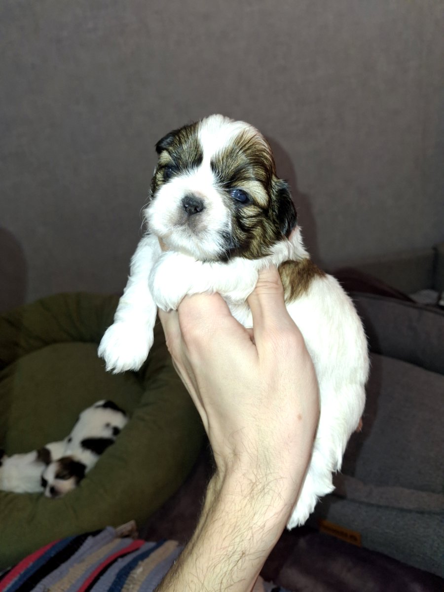 Идеальные чистокровные щенки Ши-Тцу. 