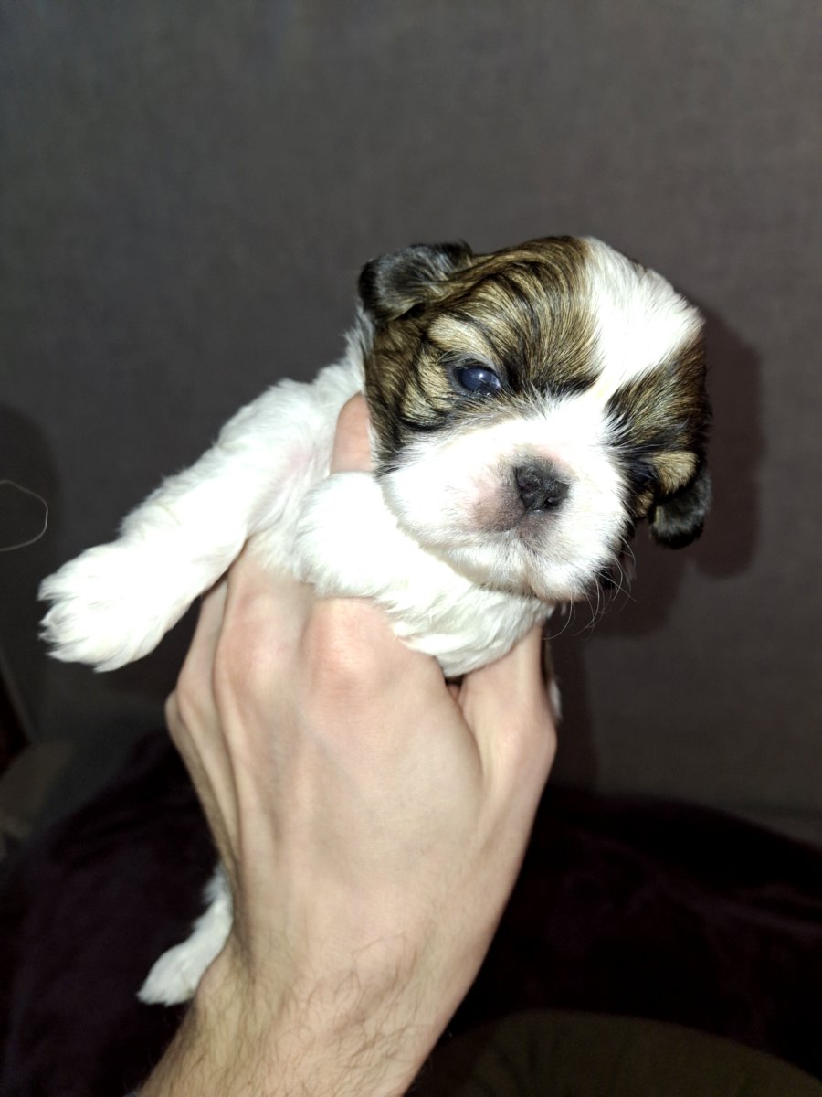 Идеальные чистокровные щенки Ши-Тцу. 