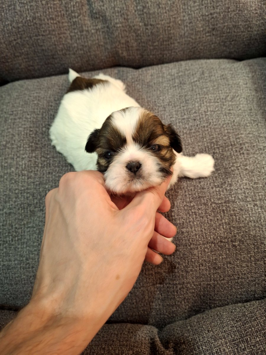 Идеальные чистокровные щенки Ши-Тцу. 