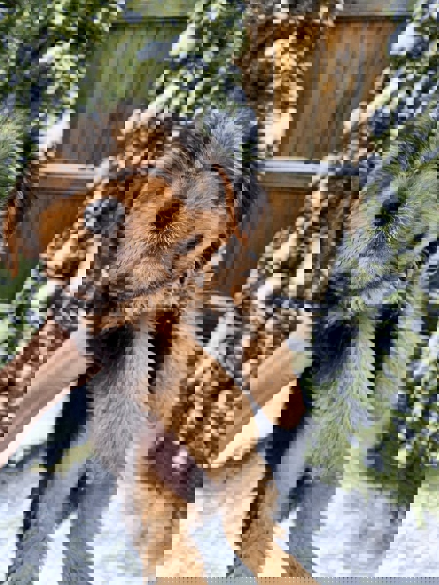 Чистокровные щенки Йоркширского Терьера.