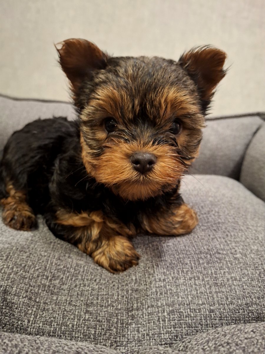 Чистокровные щенки Йоркширского Терьера.