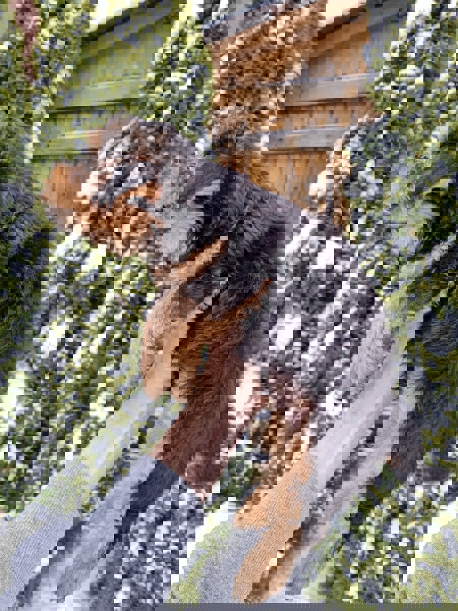 Чистокровные щенки Йоркширского Терьера.