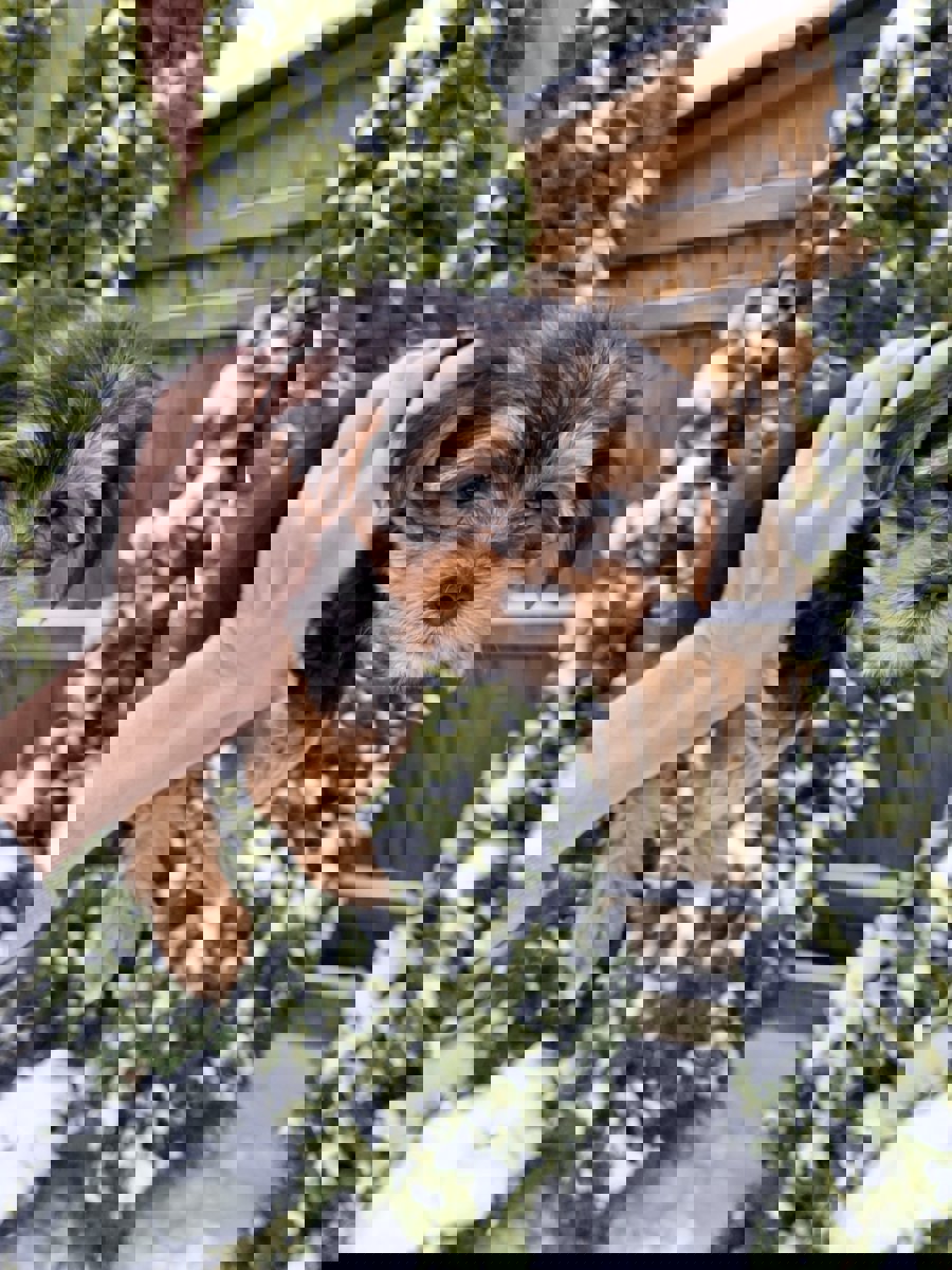 Чистокровные щенки Йоркширского Терьера.