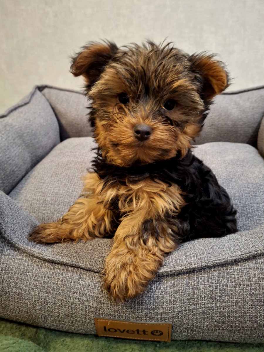 Чистокровные щенки Йоркширского Терьера.