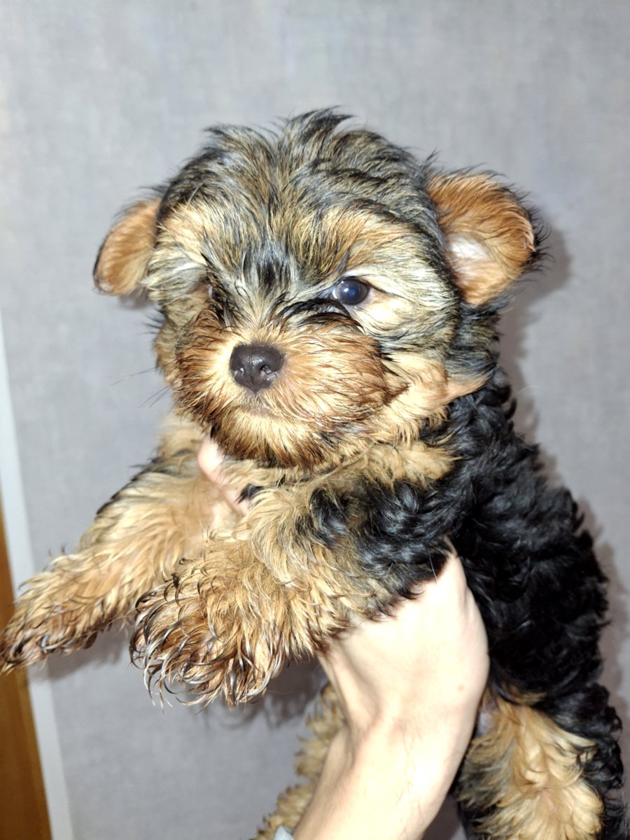 Чистокровные щенки Йоркширского Терьера.