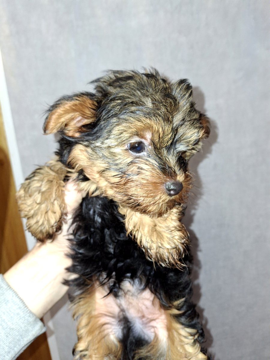 Чистокровные щенки Йоркширского Терьера.