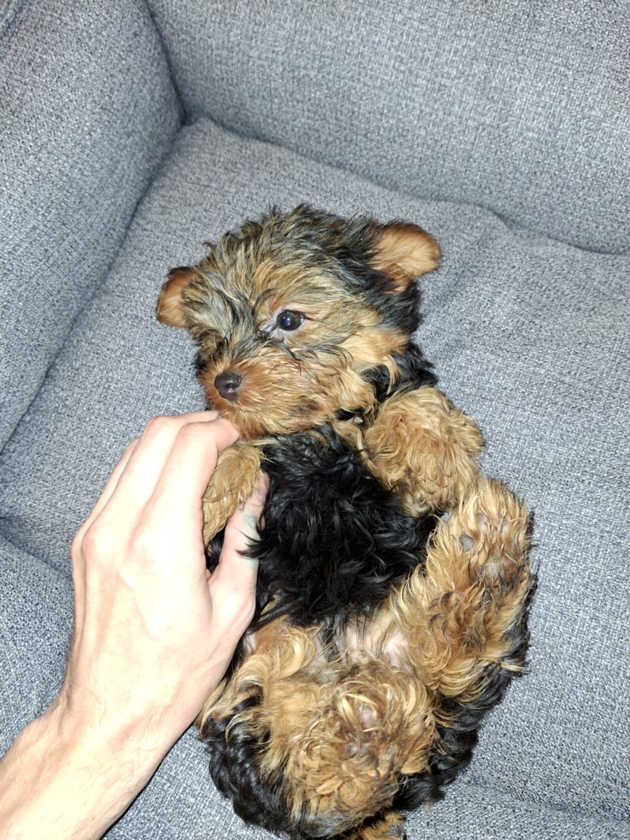 Чистокровные щенки Йоркширского Терьера.