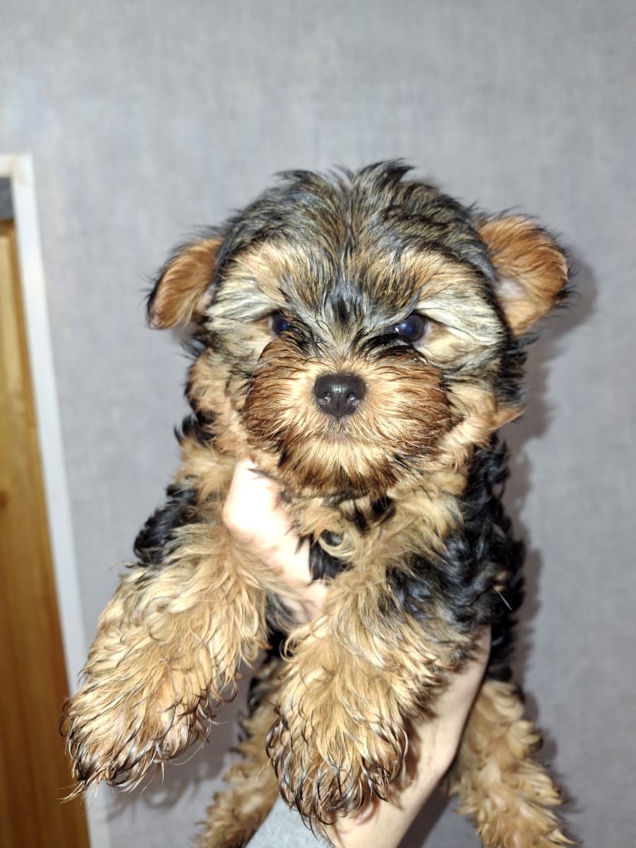 Чистокровные щенки Йоркширского Терьера.