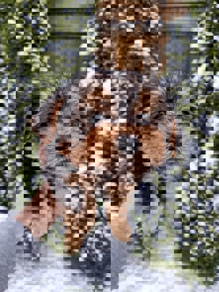 Чистокровные щенки Йоркширского Терьера.