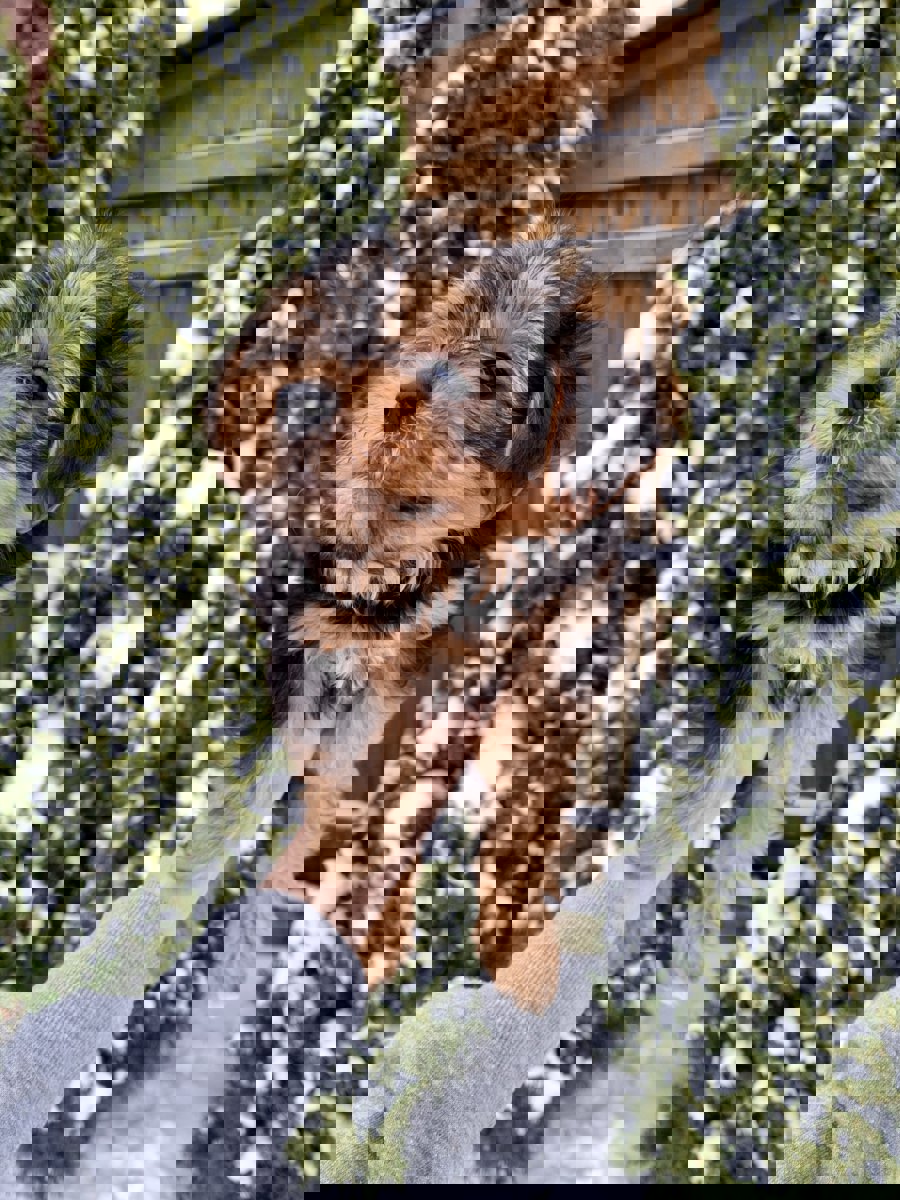 Чистокровные щенки Йоркширского Терьера.